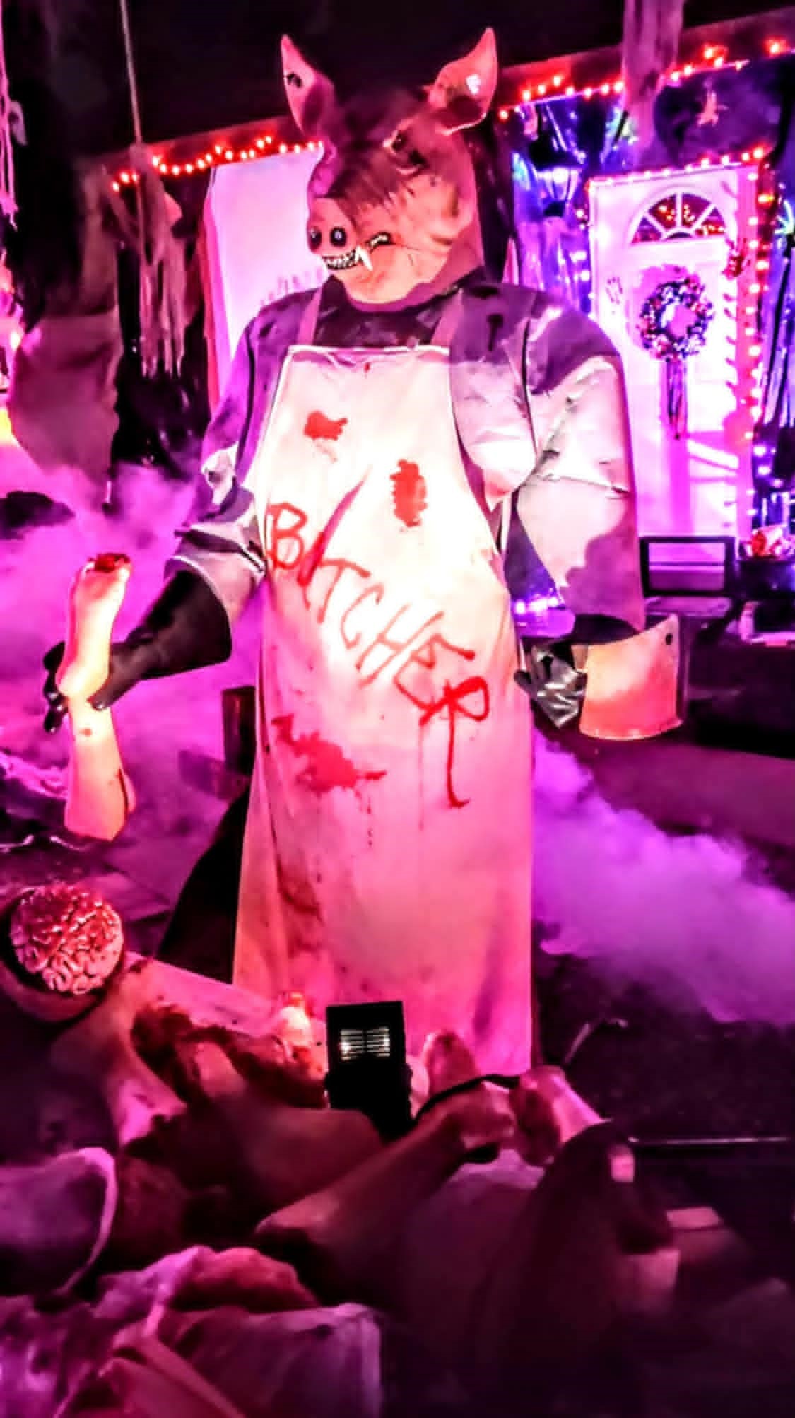 pig